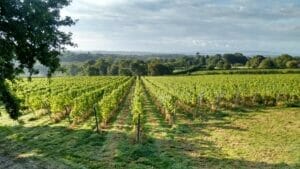 A view of a vineyard with rows of vines.